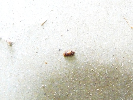カツオブシムシ幼虫
